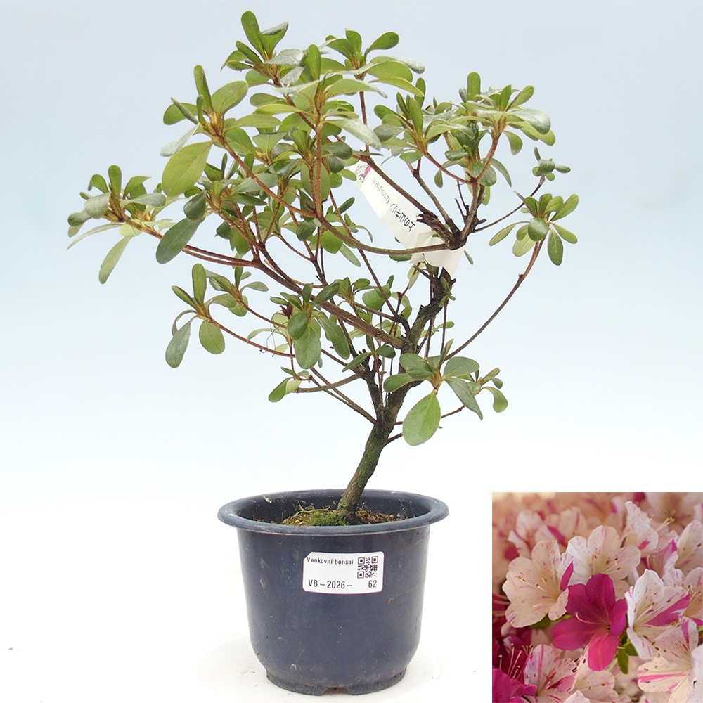 Vonkajší bonsaj - Japonská azalka - Azalka Kaminoyamakirin