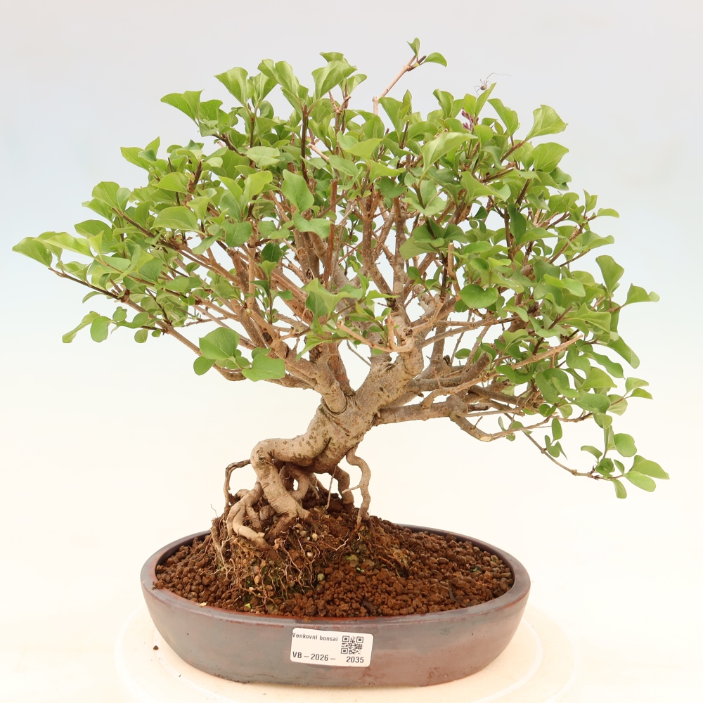 Vonkajší bonsaj - Syringa microphylla - drobnokvetý šeřík