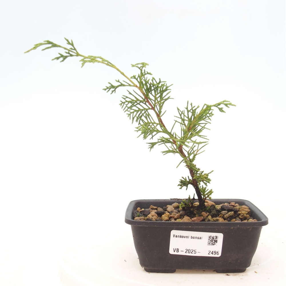 Vonkajší bonsai - Juniperus chinensis Itoigawa -Jalovec čínsky