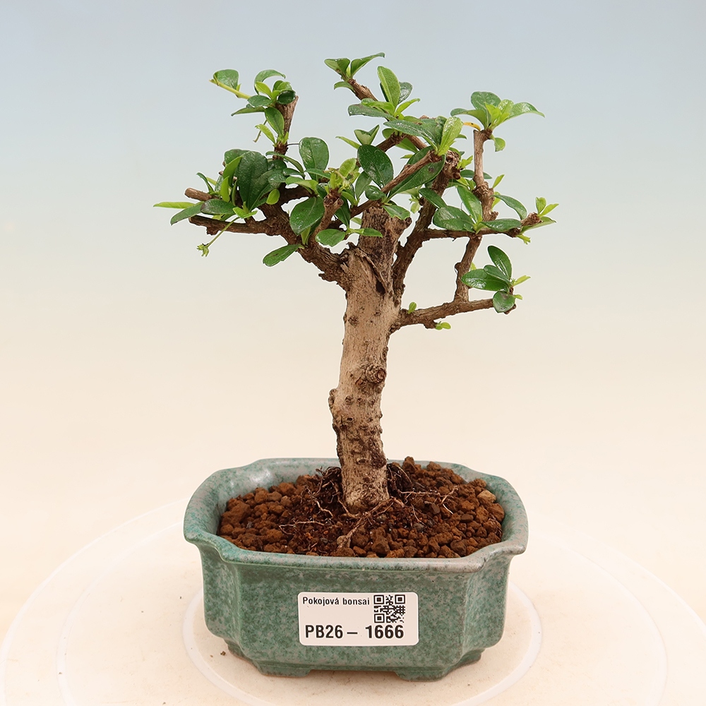 Izbové bonsaje - Carmona macrophylla - Tea fuki