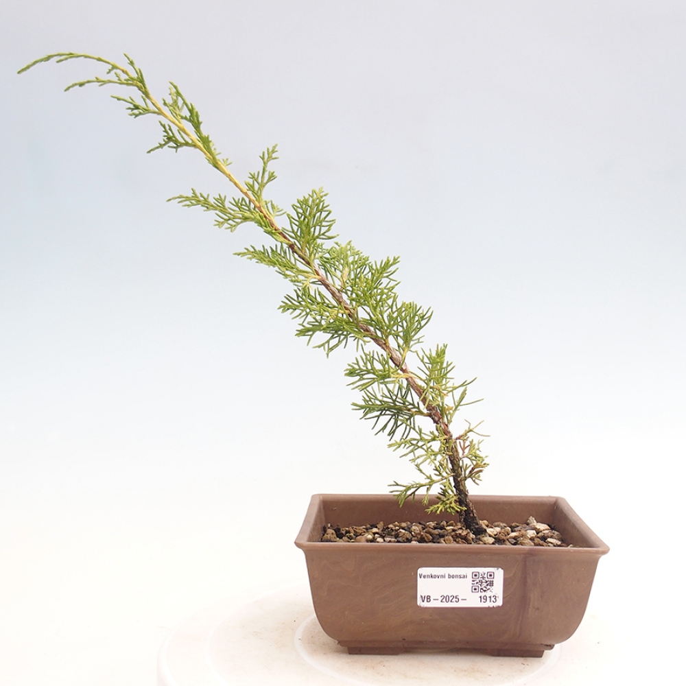 Vonkajší bonsai - Juniperus chinensis Itoigawa -Jalovec čínsky