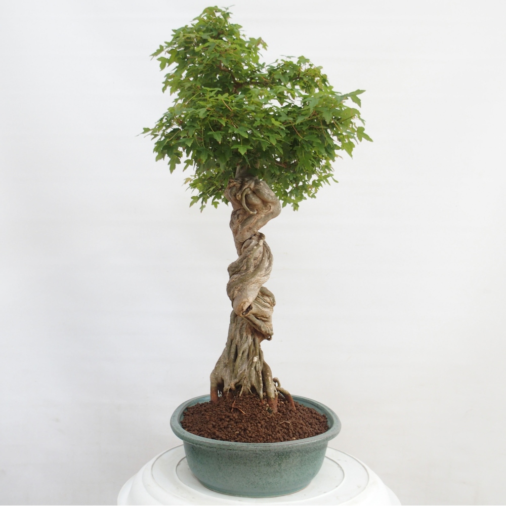 Vonkajšie bonsai - Javor Buergerianum - Javor Burgerův