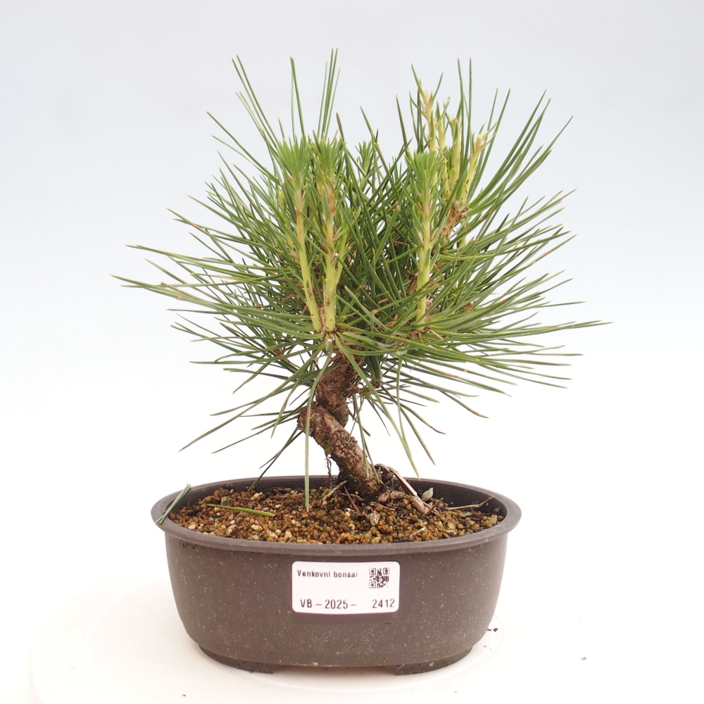 Vonkajší bonsai - Pinus thunbergii - Borovica thunbergova