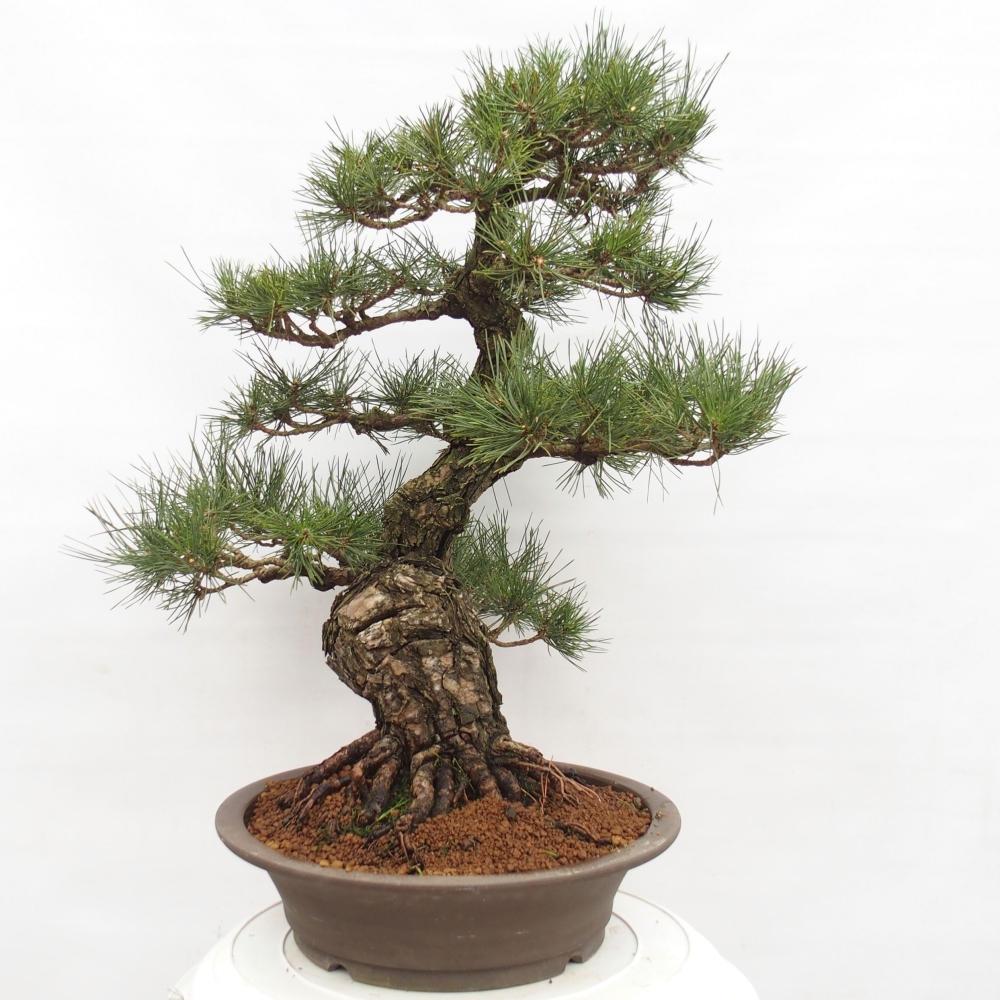 Vonkajšie bonsai - Pinus thunbergii - Borovica thunbergova