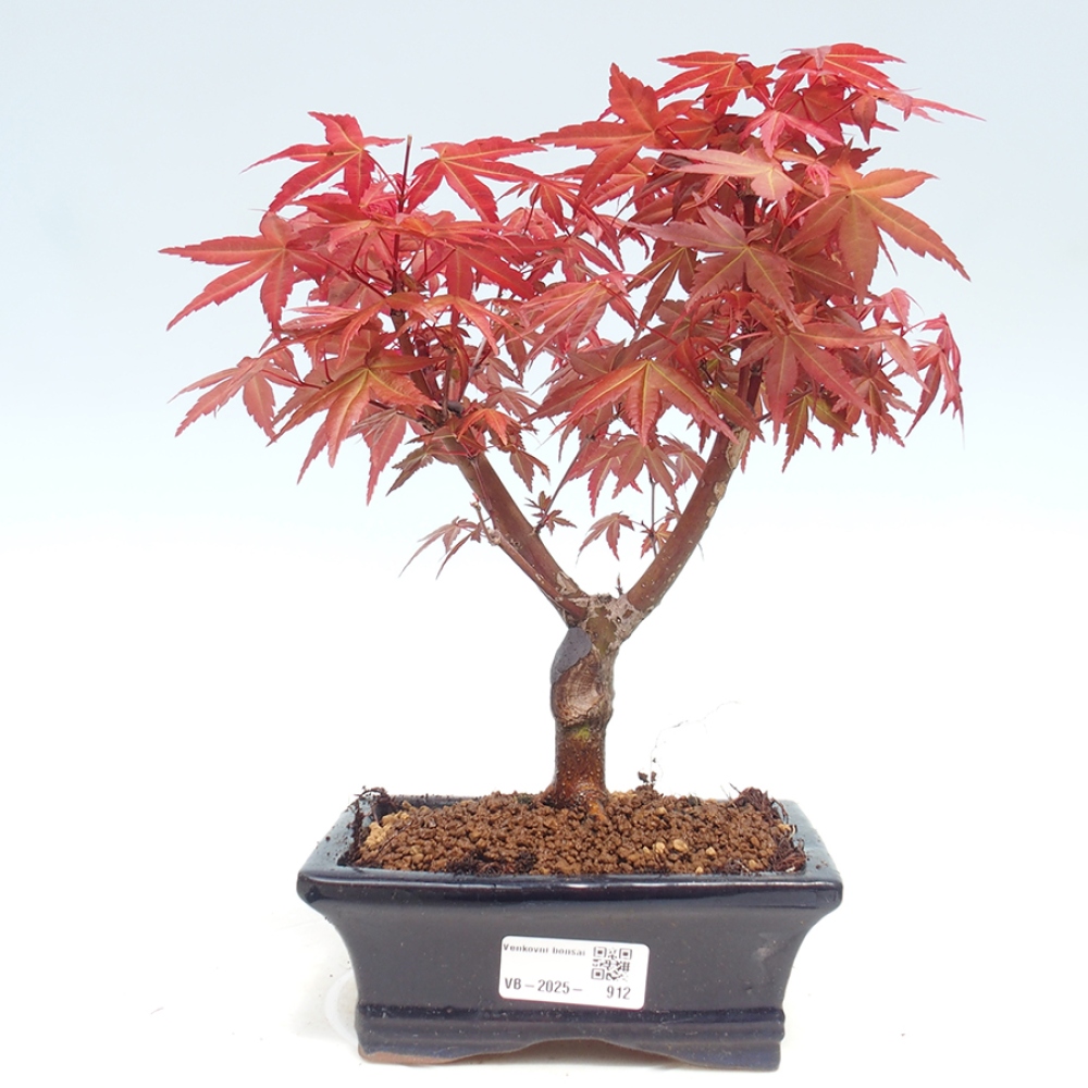 Vonkajšie bonsai - Javor dlaňolistý - Acer palmatum DESHOJO