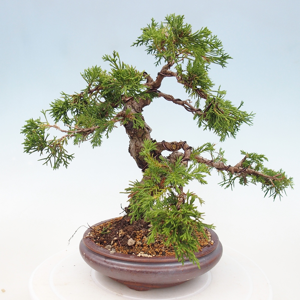 Vonkajší bonsai - Juniperus chinensis Itoigawa -Jalovec čínsky