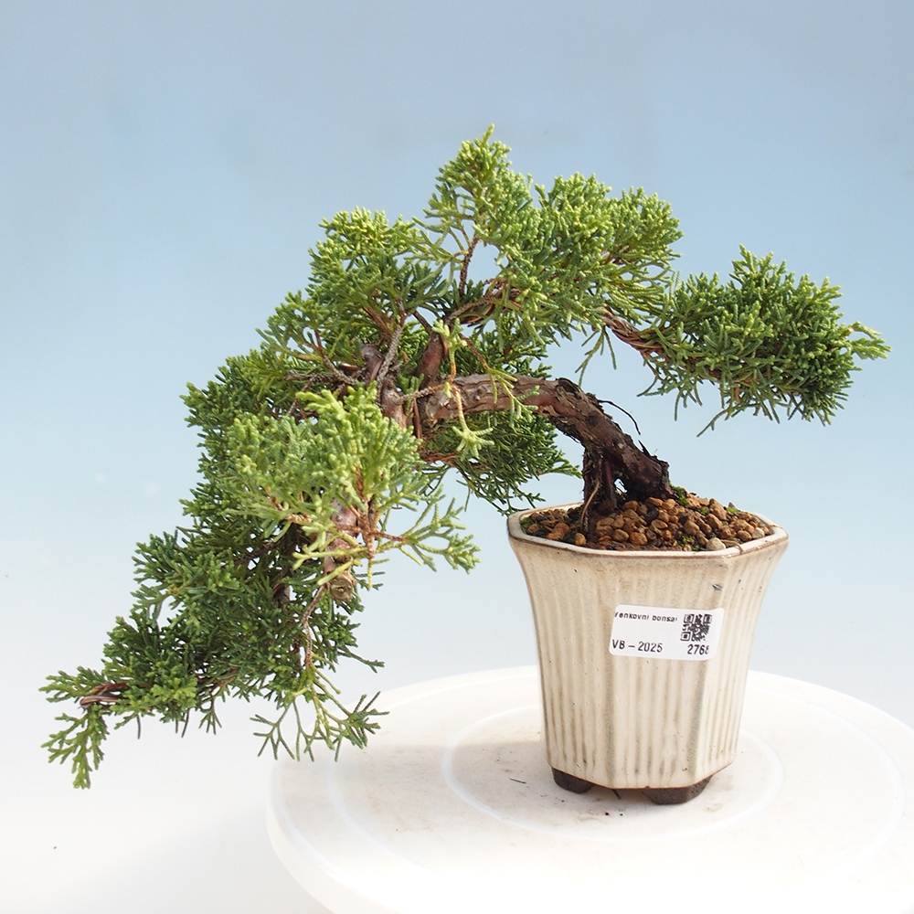 Vonkajší bonsai - Juniperus chinensis Kishu -Jalovec čínsky