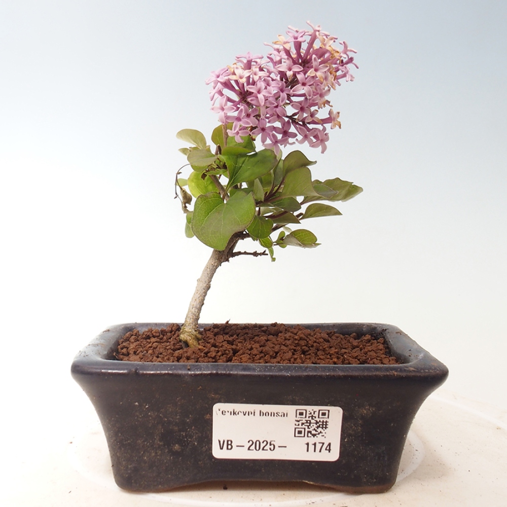 Vonkajší bonsai - Syringa Meyeri Palibin - Orgován Meyerov