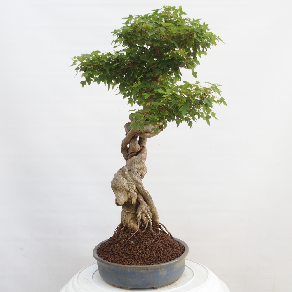 Vonkajšie bonsai - Javor Buergerianum - Javor Burgerův