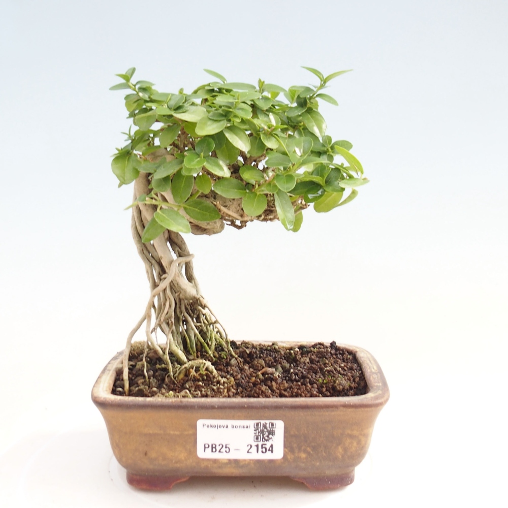 Izbová bonsai - Premna serratifolia - Kozlovoň malolistá