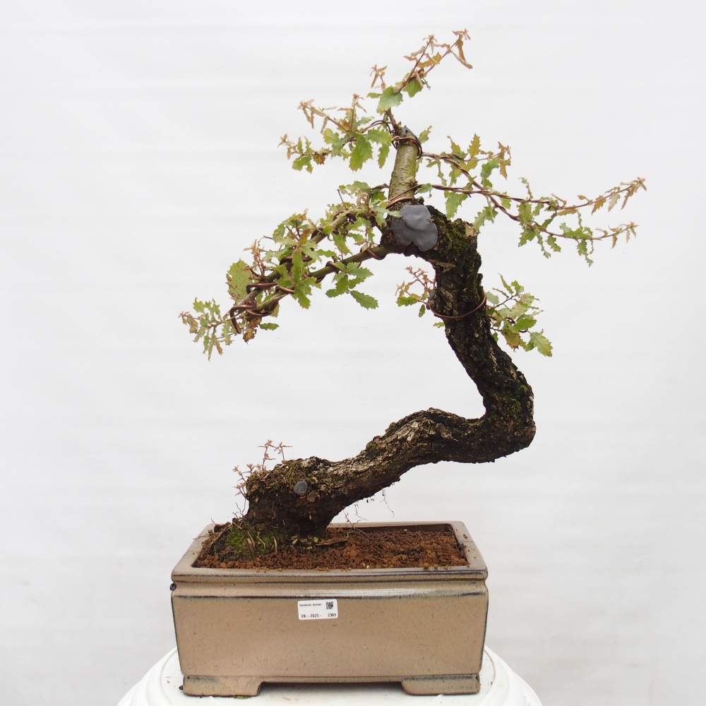 Yamadori - Quercus Ilex -Dub cezmínovitý