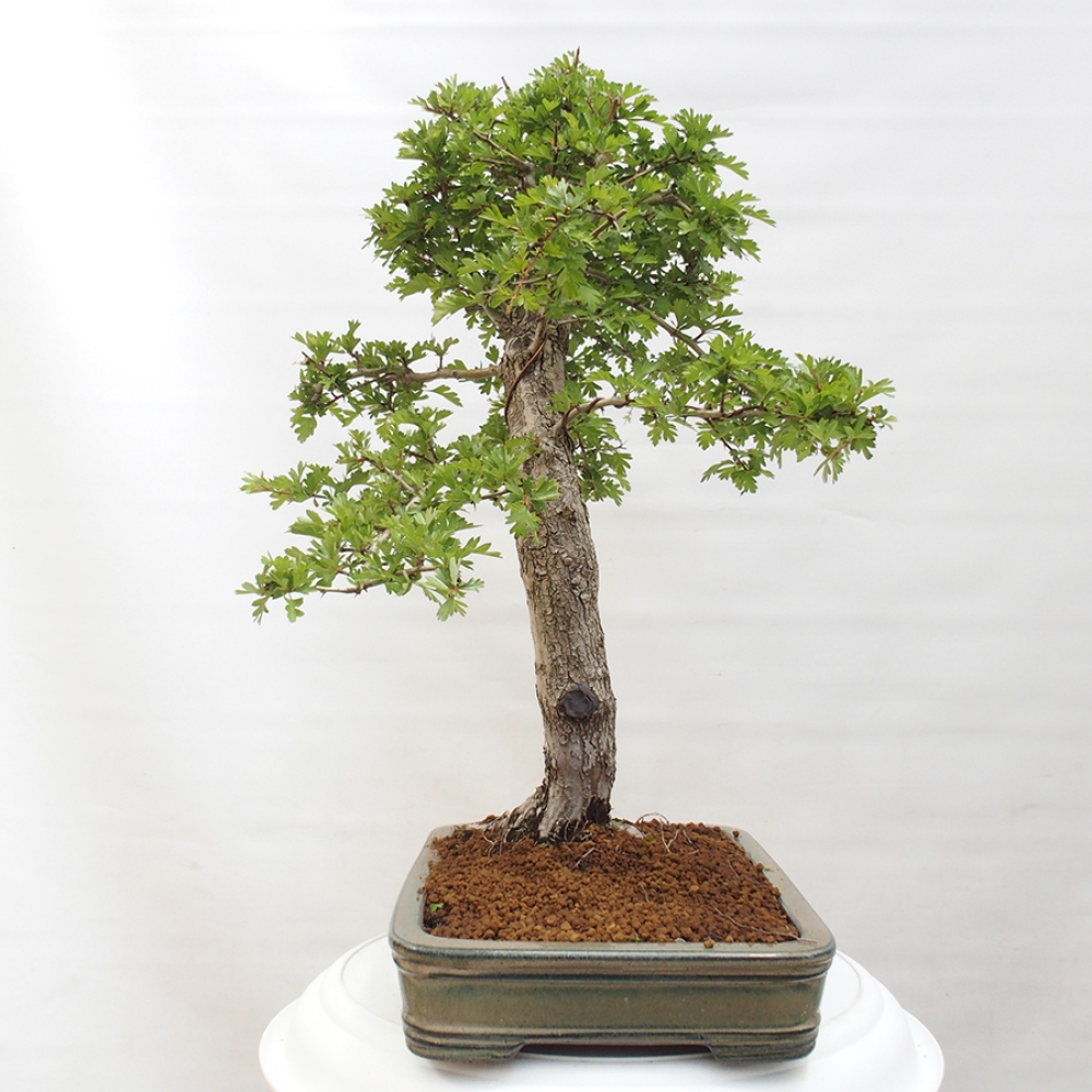 Vonkajší bonsai - Hloh - Crataegus monogyna