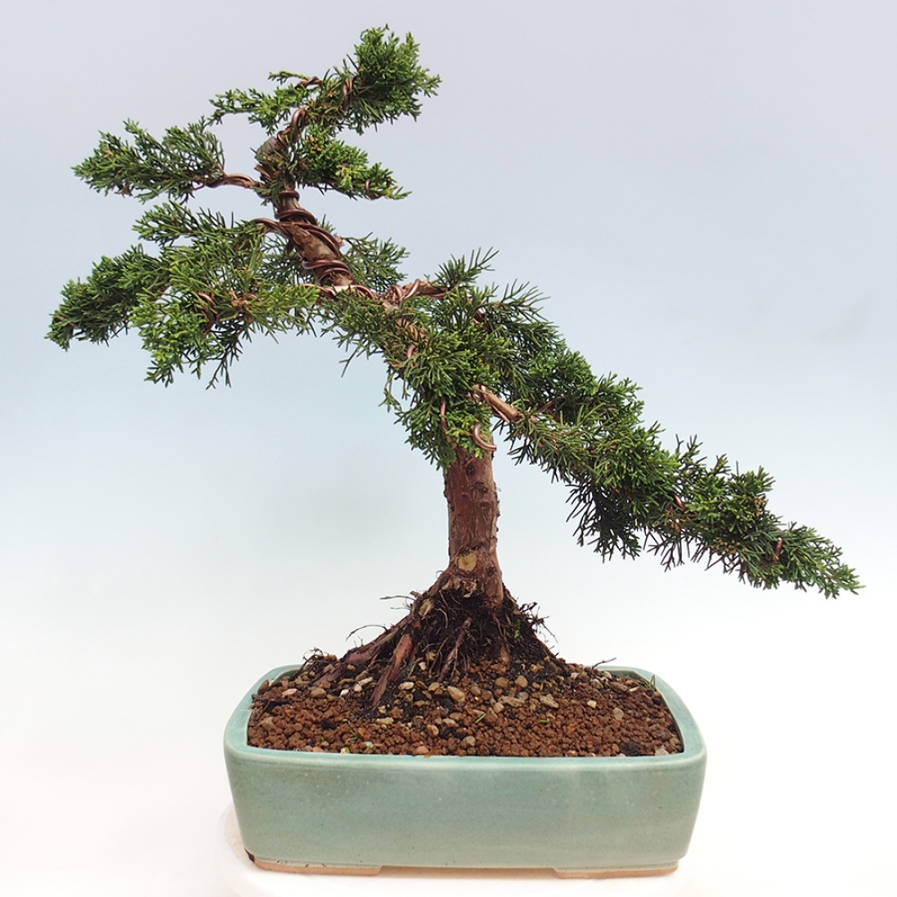 Vonkajšie bonsai - Juniperus chinensis Kishu -Jalovec čínsky