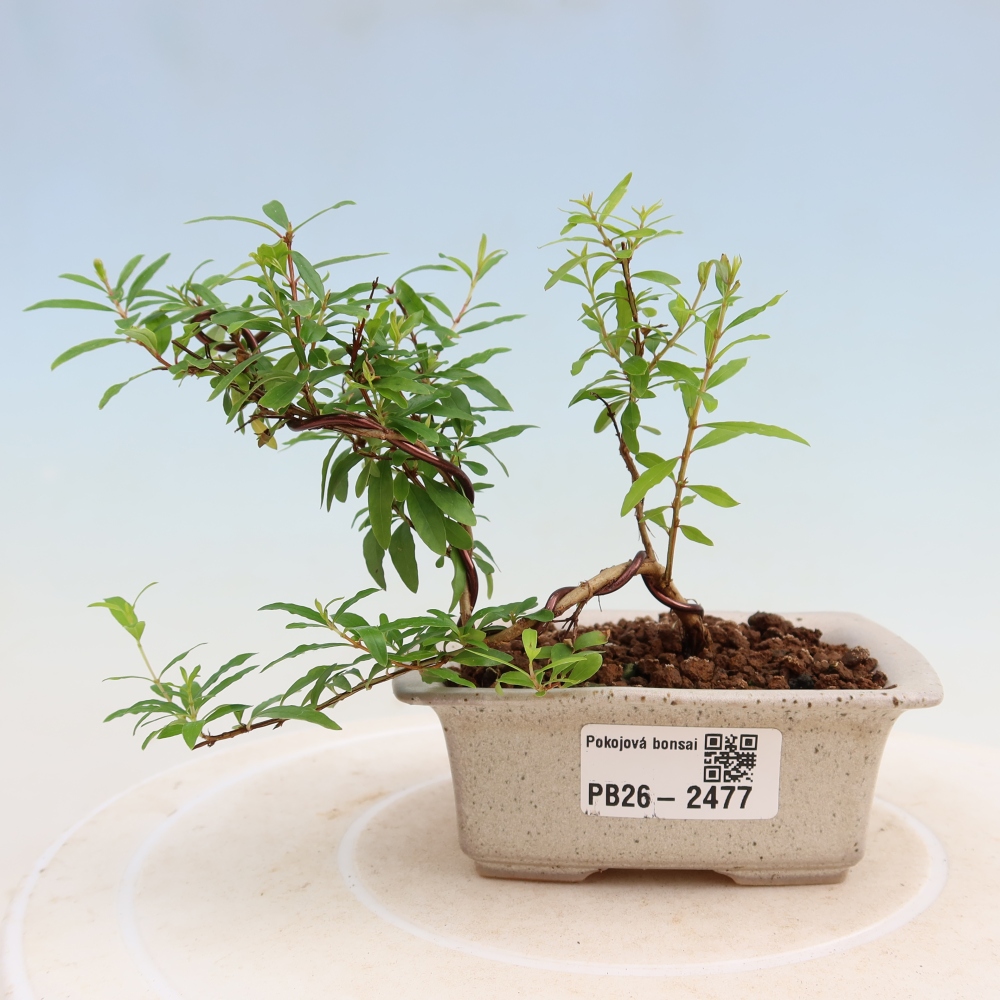 Izbový bonsaj-PUNICA granatum nana-Granátové jablko