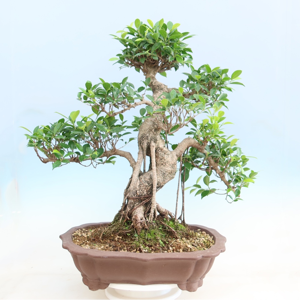 Izbové bonsaje - Ficus kimmen - drobnolistý fikus