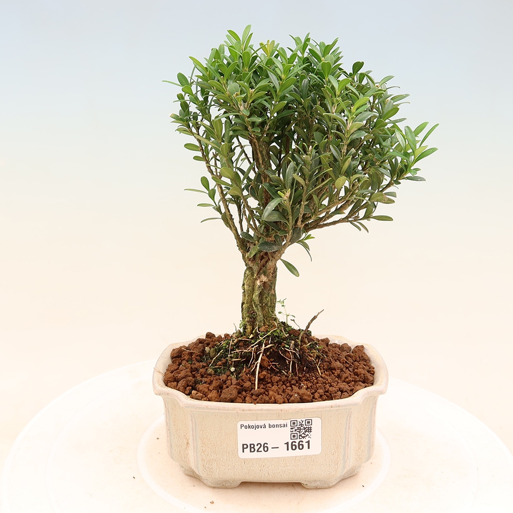 Izbové bonsaje - Buxus harlandii - korkový buxus