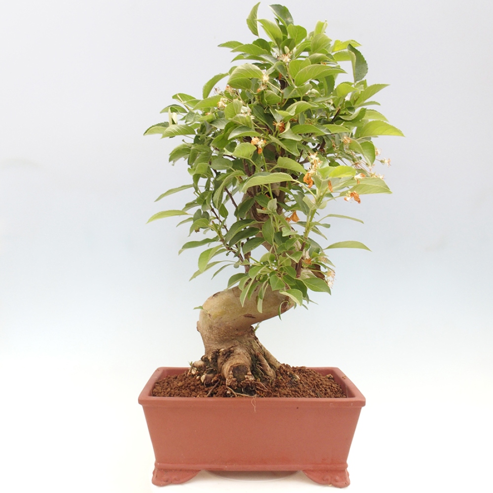 Vonkajší bonsai -Malus halliana - Maloplodá jabloň