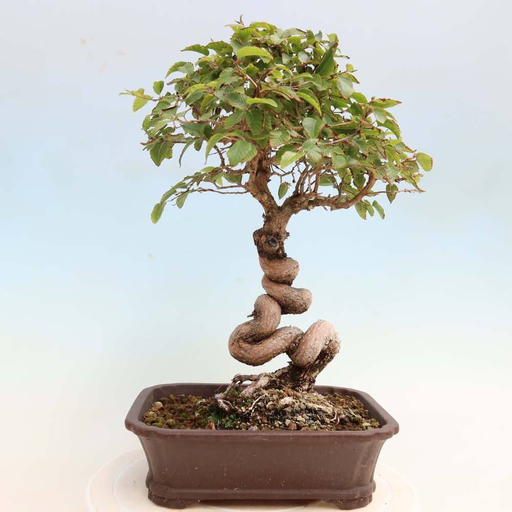Vonkajšie bonsaje -Carpinus CARPINOIDES - Hrab kórejský