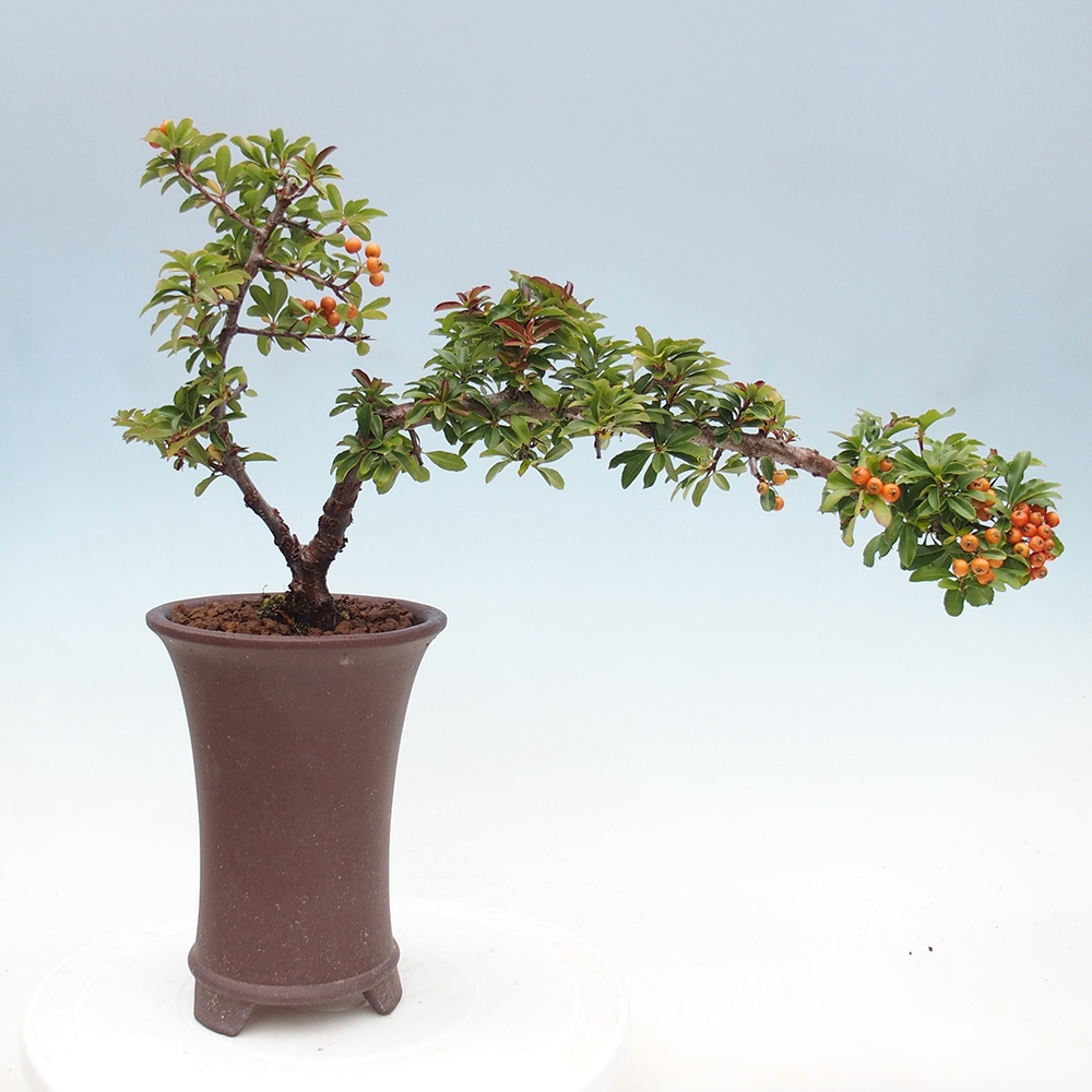 Vonkajšie bonsaje-Pyracantha Teton -Hlox