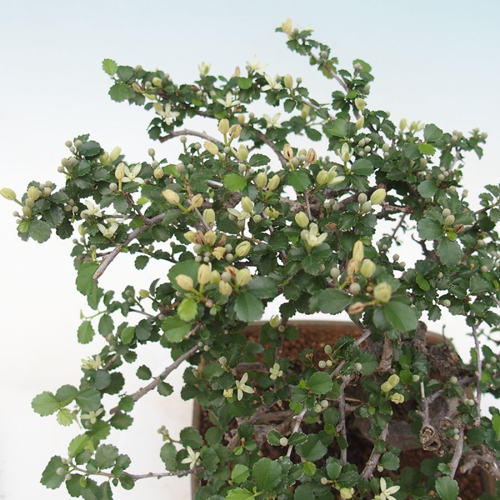 Izbová bonsai - Grewia sp. - Grewie malolistá