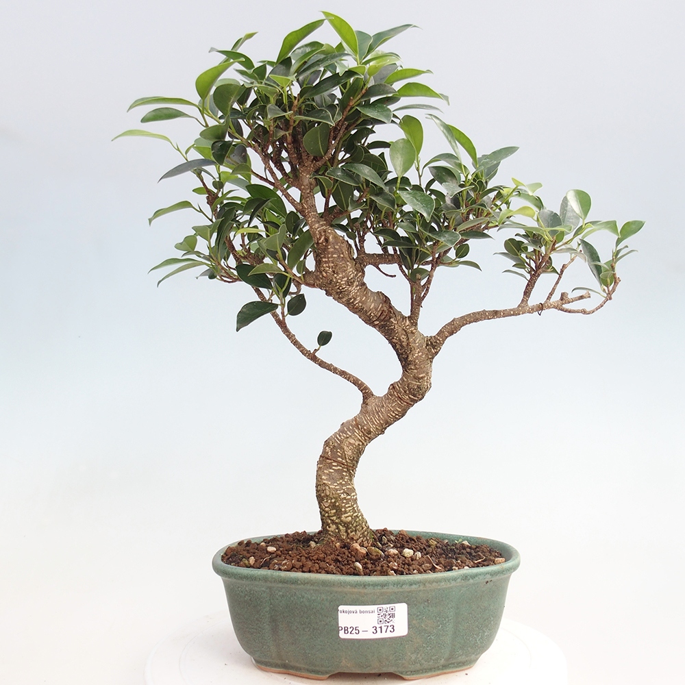 Izbová bonsai - Ficus retusa - malolistá fikus