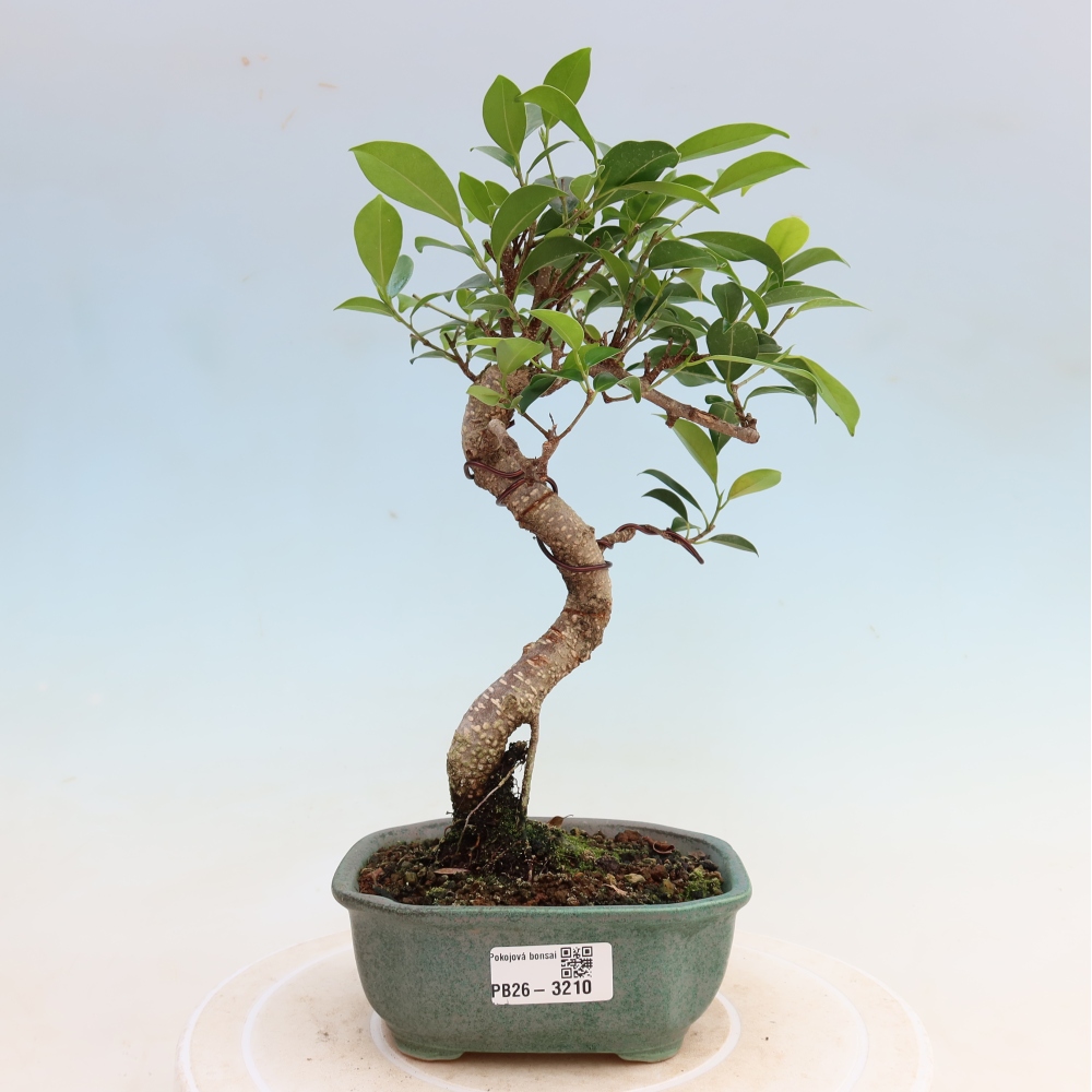 Izbové bonsaje - Ficus kimmen - drobnolistý fikus