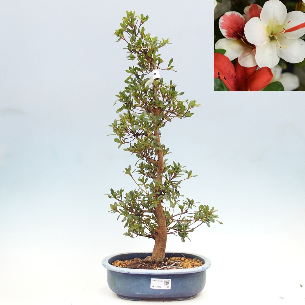Vonkajší bonsaj - Japonská azalka - Azalka Karenai-no-tenshi