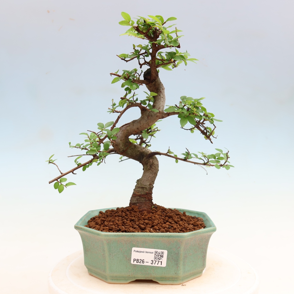 Izbový bonsaj - Ulmus parvifolia - brest malolistý