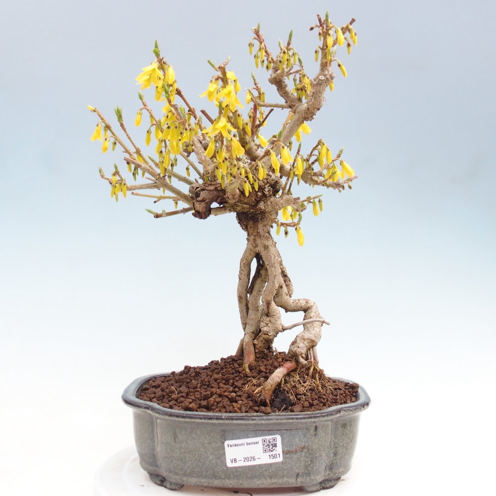 Vonkajšie bonsaje - Zlatice - Forsythia koreana