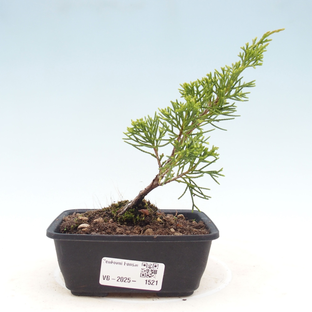 Vonkajší bonsai - Juniperus chinensis Itoigawa -Jalovec čínsky