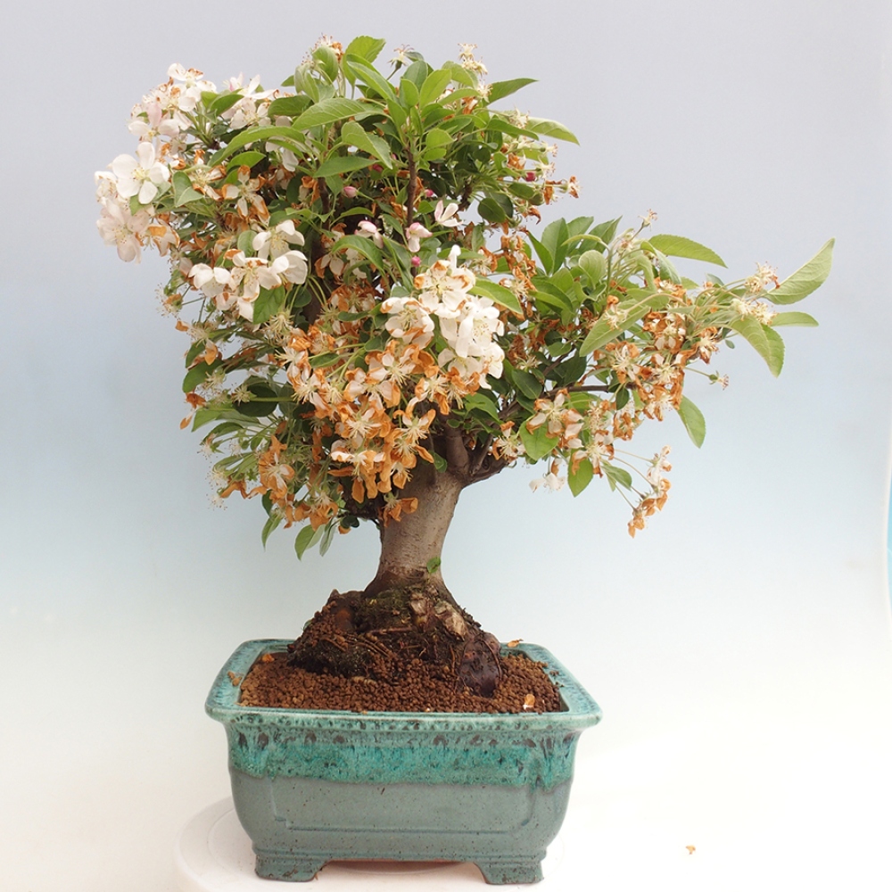 Vonkajší bonsai -Malus halliana - Maloplodá jabloň