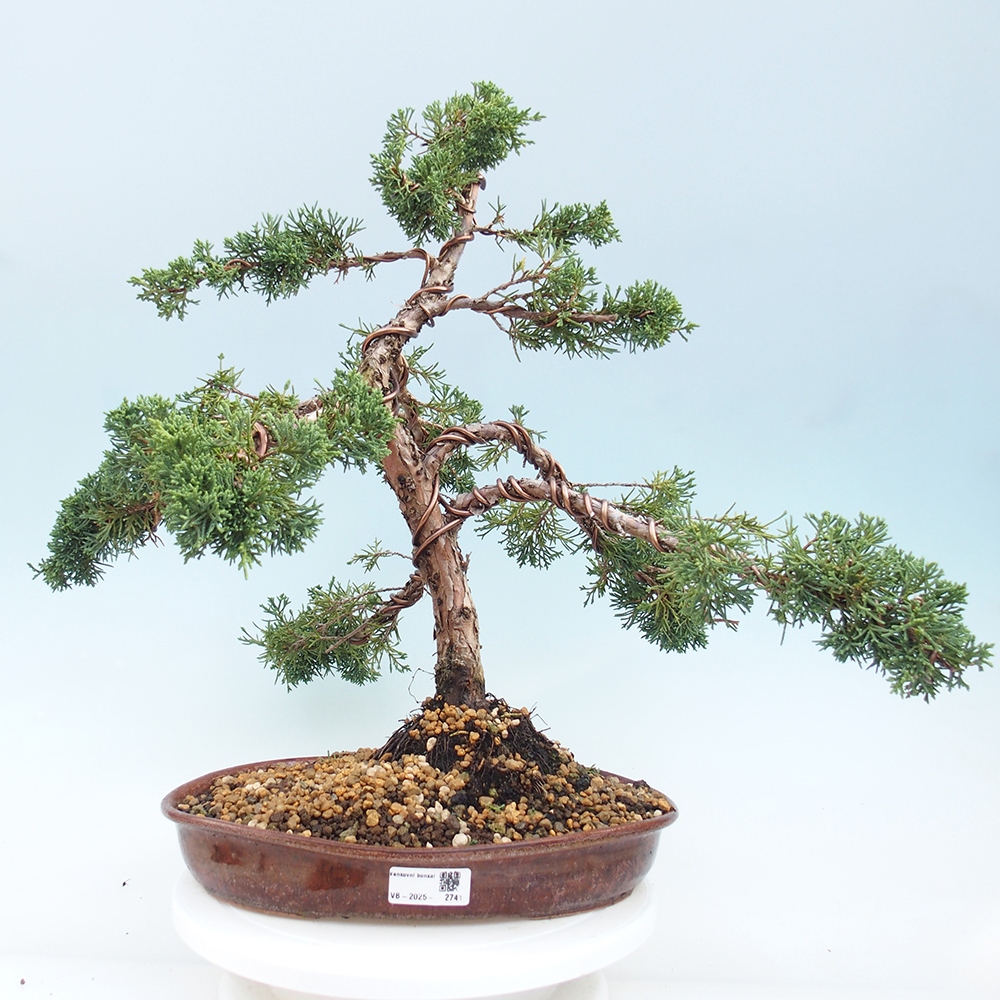 Vonkajšie bonsai - Juniperus chinensis Kishu -Jalovec čínsky