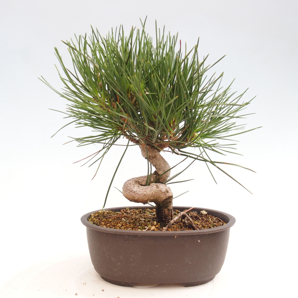 Vonkajší bonsai - Pinus thunbergii - Borovica thunbergova