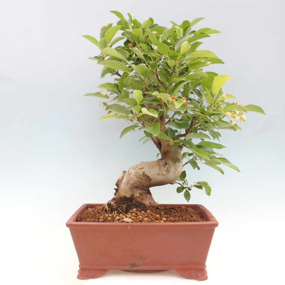Vonkajší bonsai -Malus halliana - Maloplodá jabloň