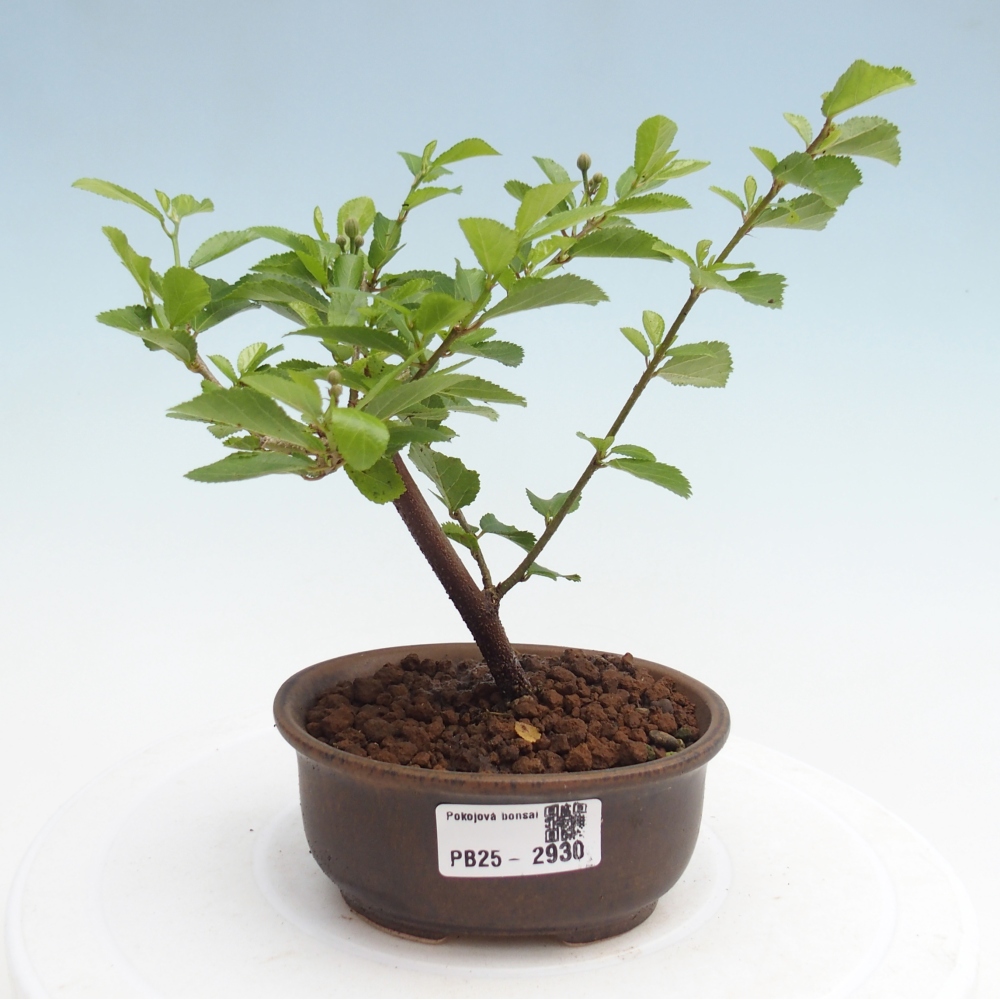 Izbová bonsai - Grewia occidentalis - Hviezdica levanduľová