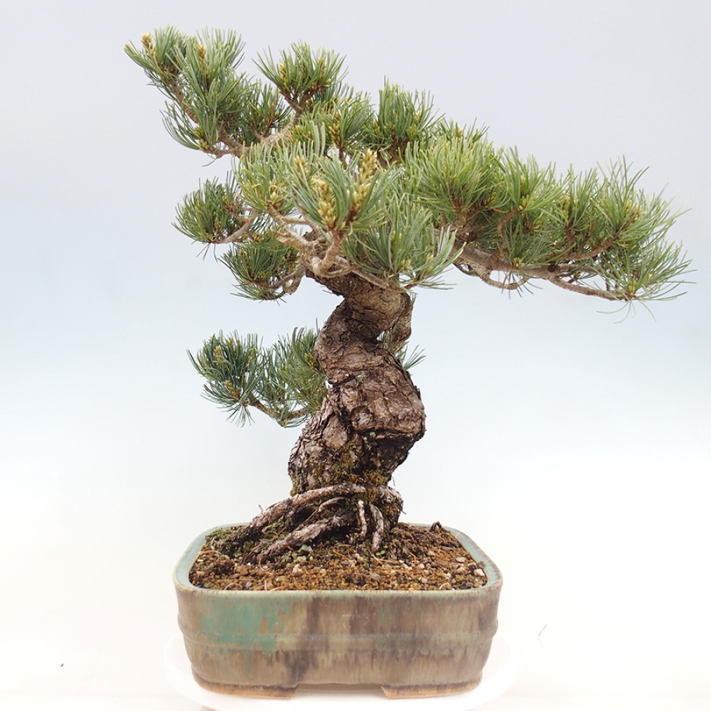 Vonkajšie bonsaje - Pinus parviflora - Pinus parviflora