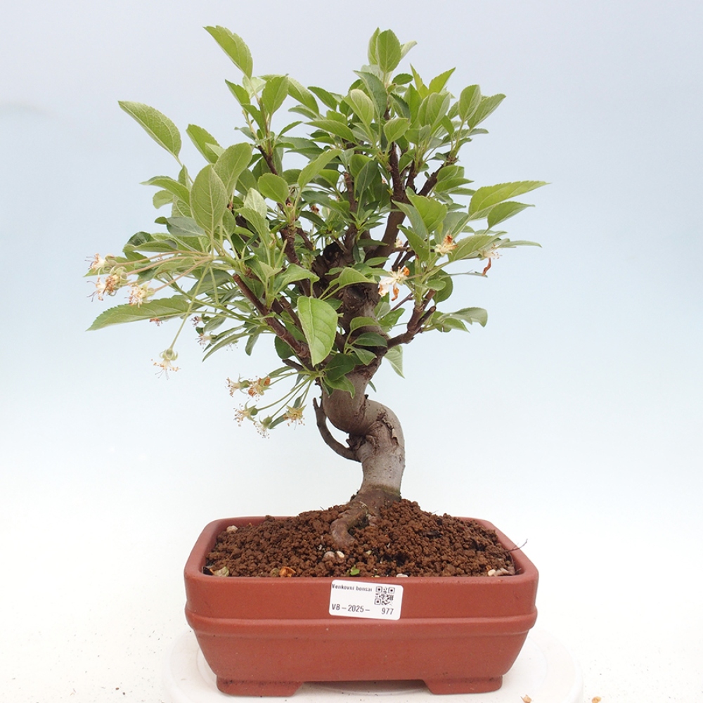 Vonkajší bonsai -Malus halliana - Maloplodá jabloň