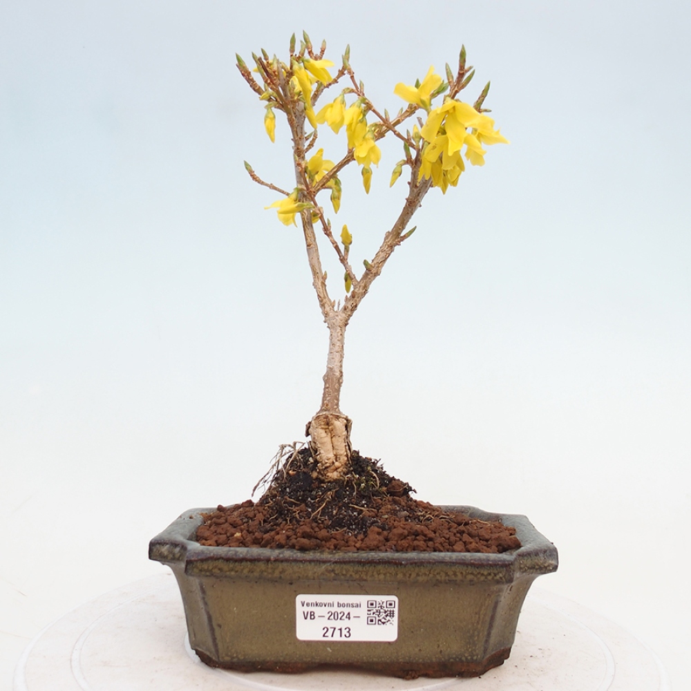 Vonkajší bonsai - Zlatice - Forsythia intermedia 