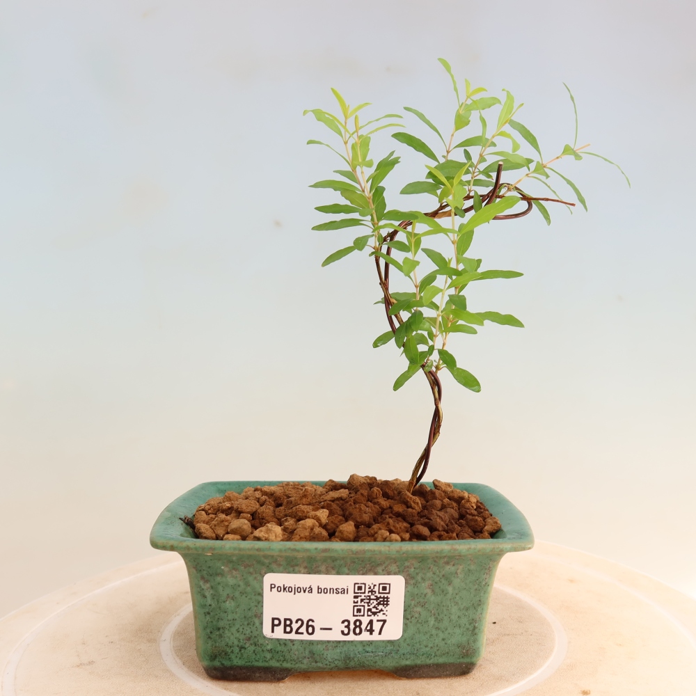 Izbový bonsaj-PUNICA granatum nana-Granátové jablko