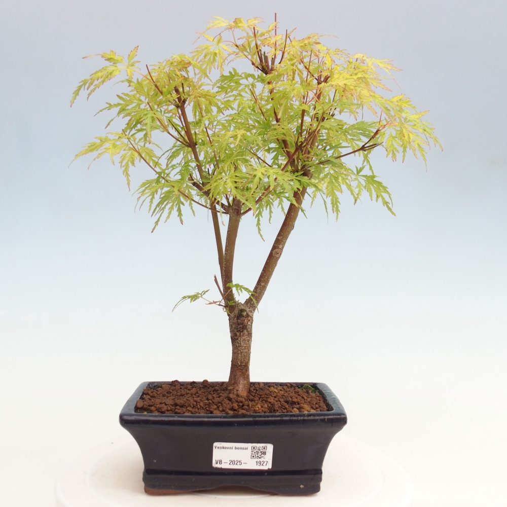 Vonkajšie bonsai - Acer palmatum Dissectum - Javor dlaňolistý 