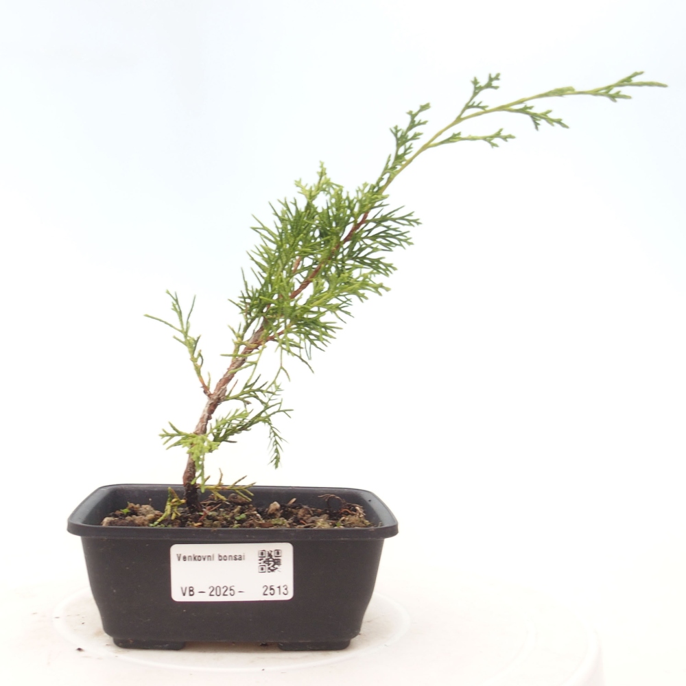 Vonkajší bonsai - Juniperus chinensis Itoigawa -Jalovec čínsky