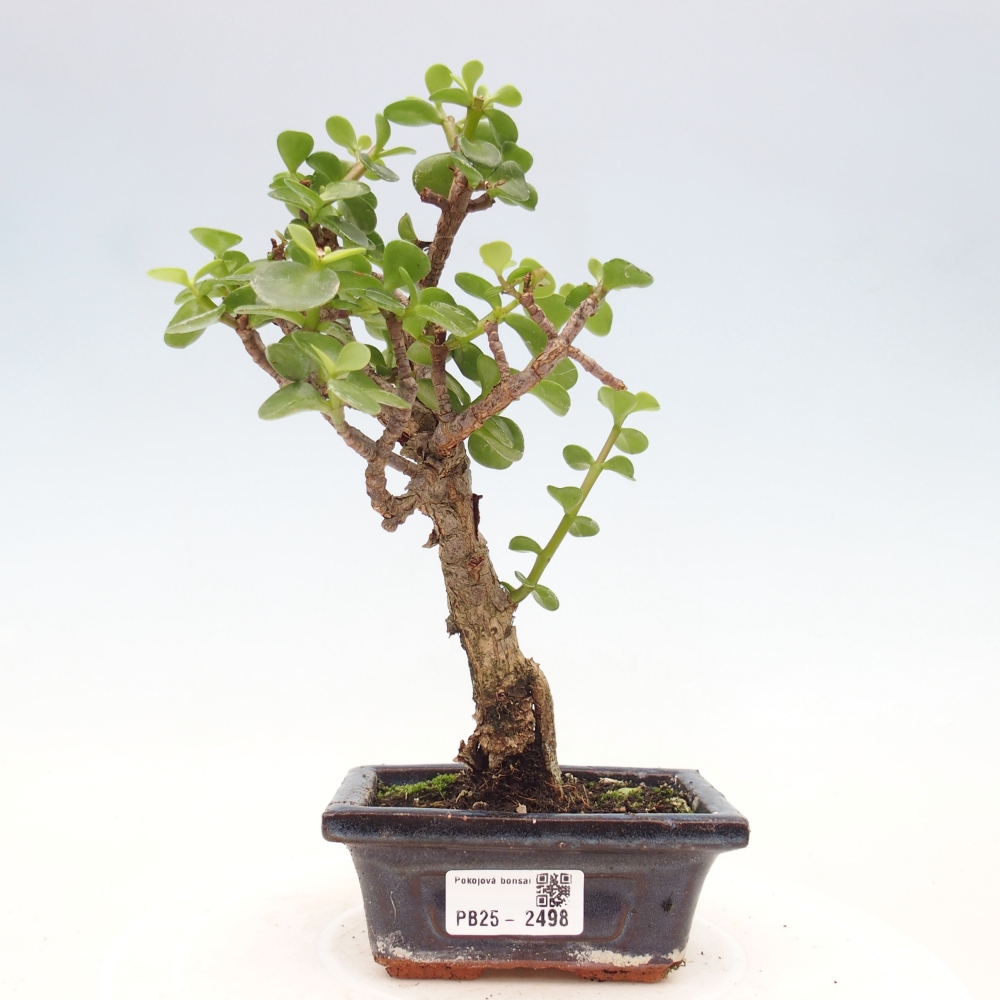 Izbová bonsai - Portulakaria Afra - Tlustice