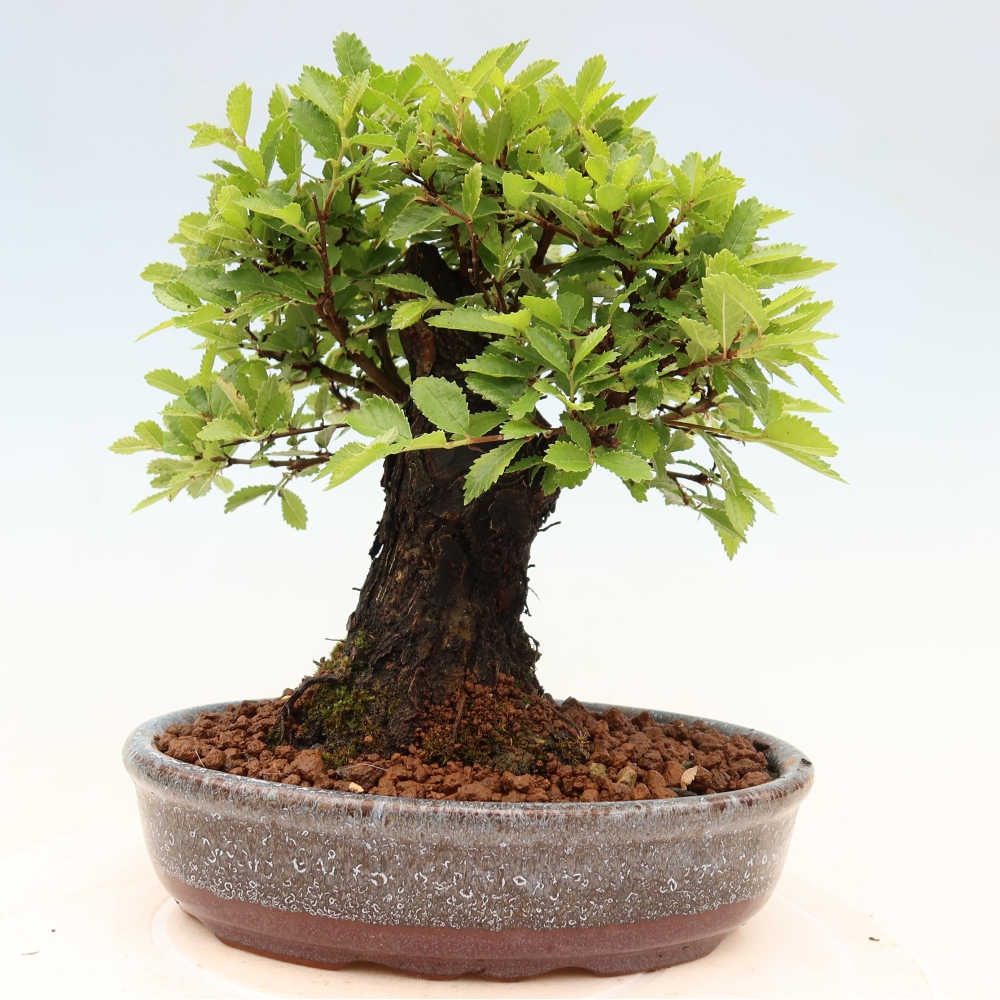 Vonkajšie bonsaje - Zelkova - Zelkova NIRE