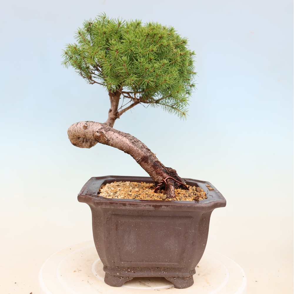 Vonkajší bonsai – Smrek sivý – Picea glauca globe
