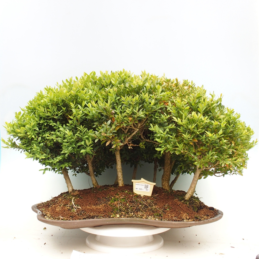 Vonkajšie bonsai - Buxus sempervirens - krušpán
