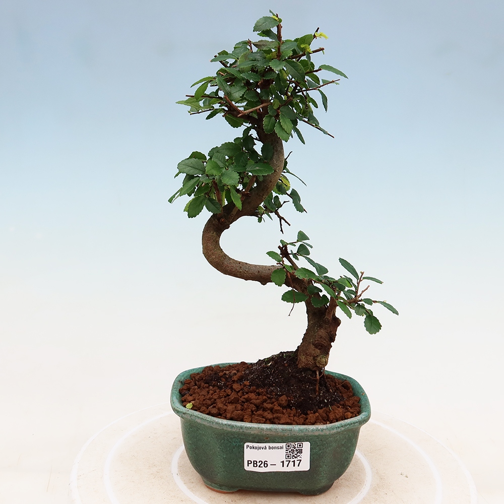Izbový bonsaj - Ulmus parvifolia - brest malolistý