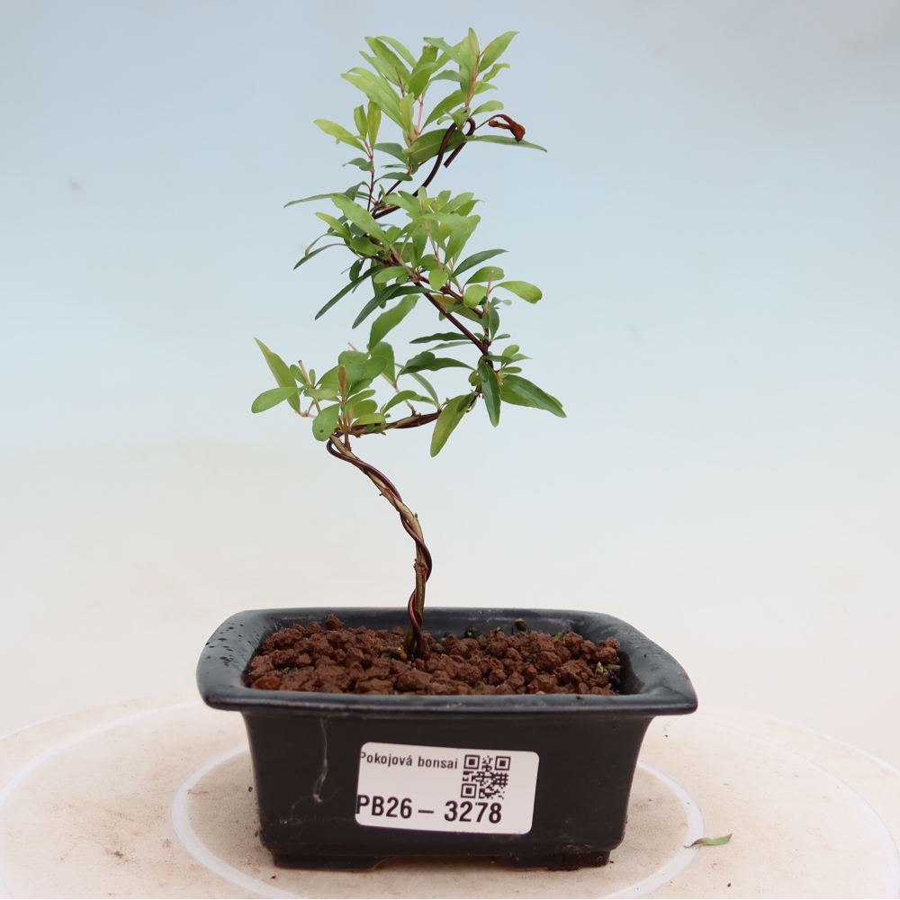 Izbový bonsaj-PUNICA granatum nana-Granátové jablko