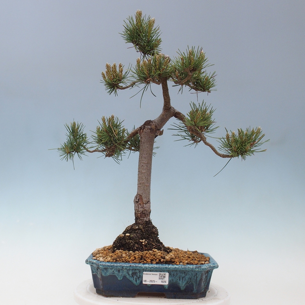 Vonkajšie bonsai - Pinus Sylvestris - Borovica lesná