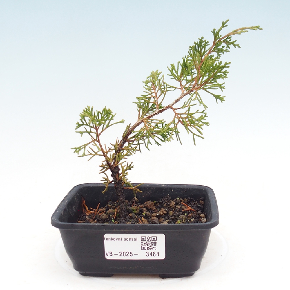 Vonkajší bonsaj - Juniperus chinensis Itoigawa