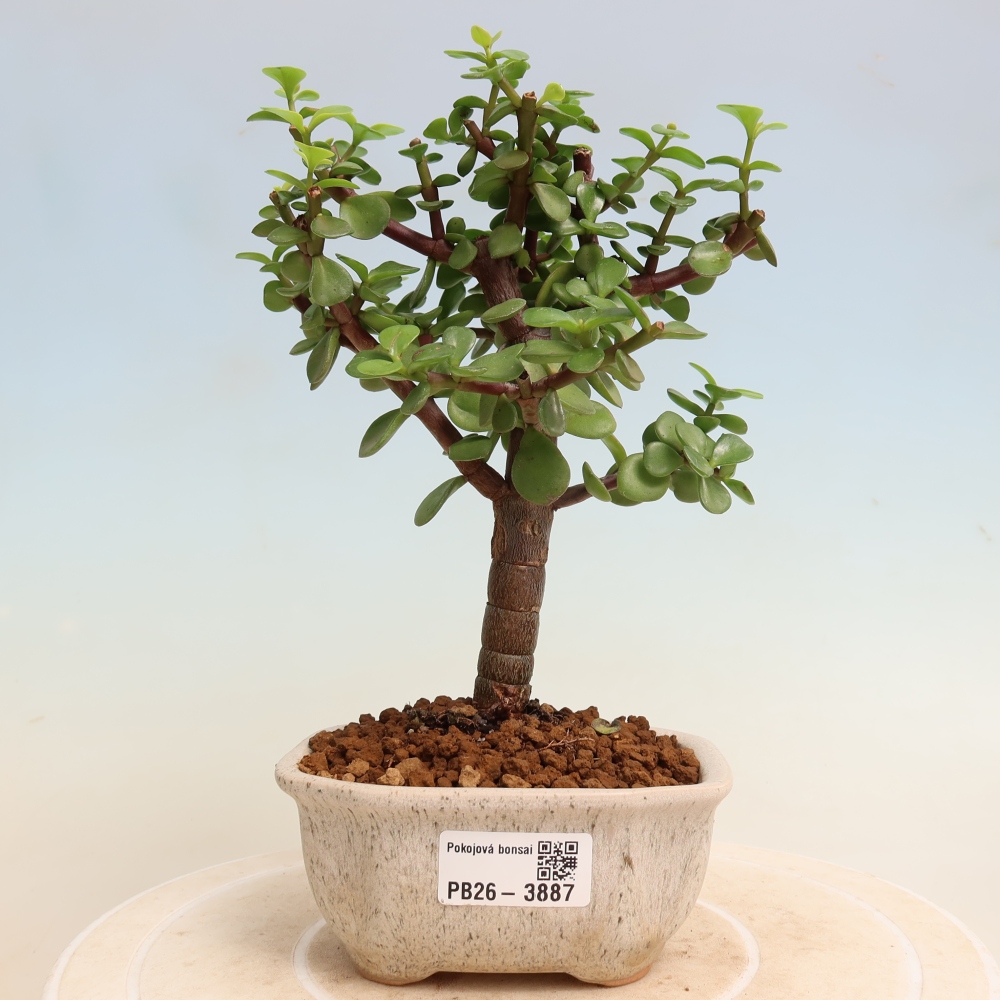Izbové bonsaje - Portulakaria Afra - Tlustice